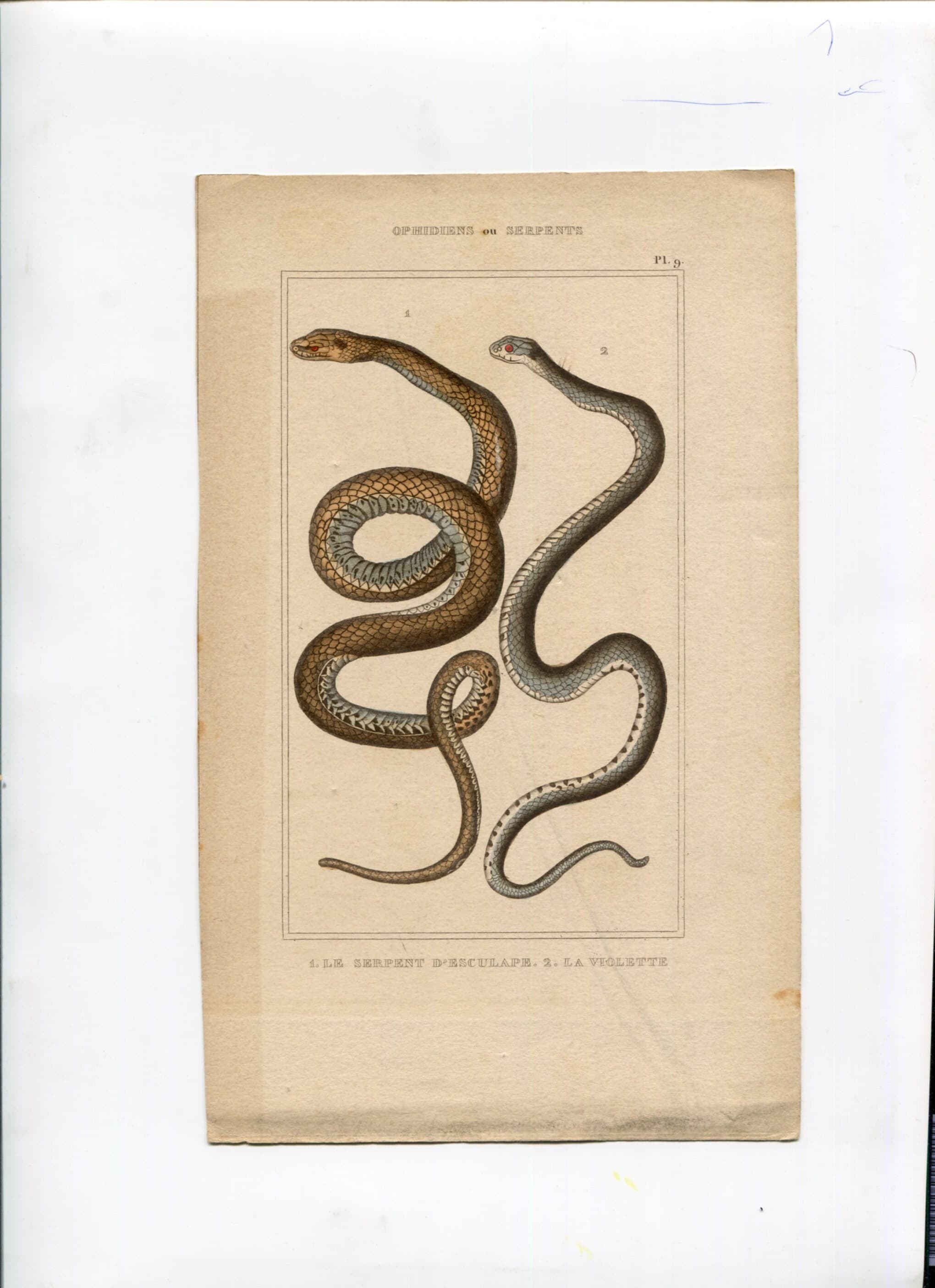 Antique Snake Illustration - Vintage Ophidiens Art - 19th Century Natural image 2