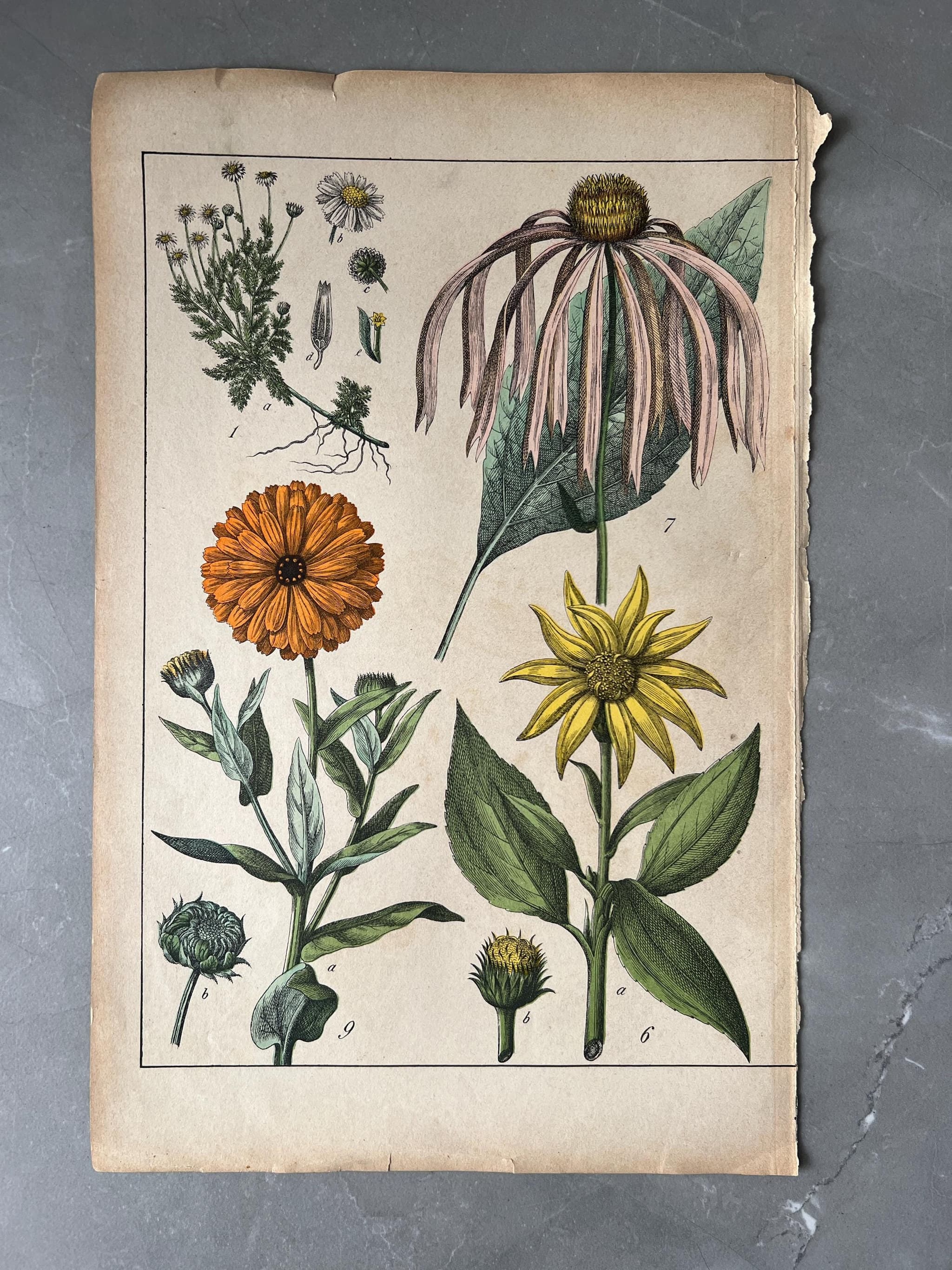 Vintage Botanical Illustration Calendula & Echinacea image 1