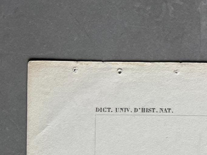 Antique Dolphin Illustration - 19th-Century Natural History Print - Vintage image 2