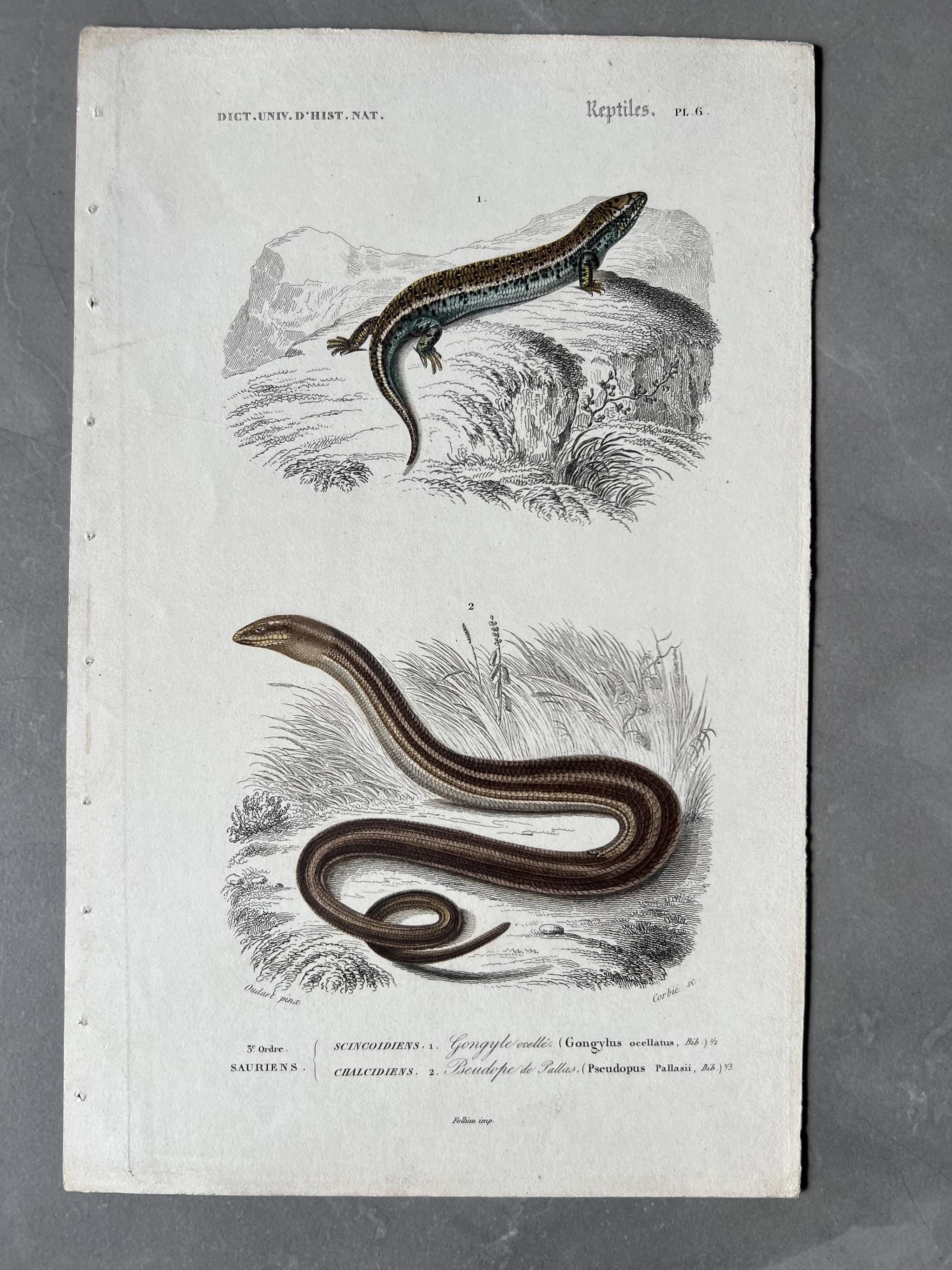 Antique Reptile Illustration of Lizards and Snake by Edouard TRAVIES (1809-1869) image 1