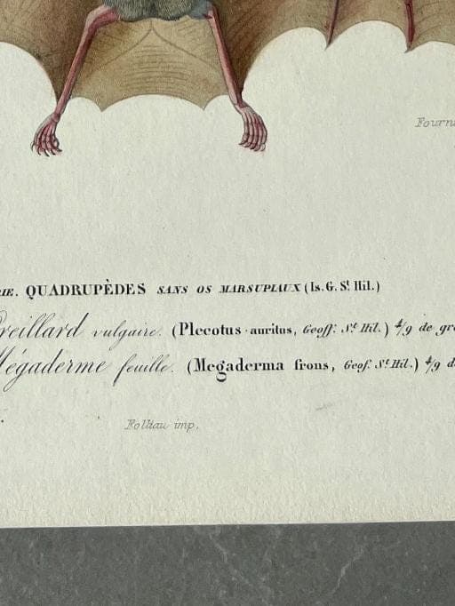 Antique Illustration of Bats (Chiroptera) by Edouard TRAVIES (1809-1869) image 9