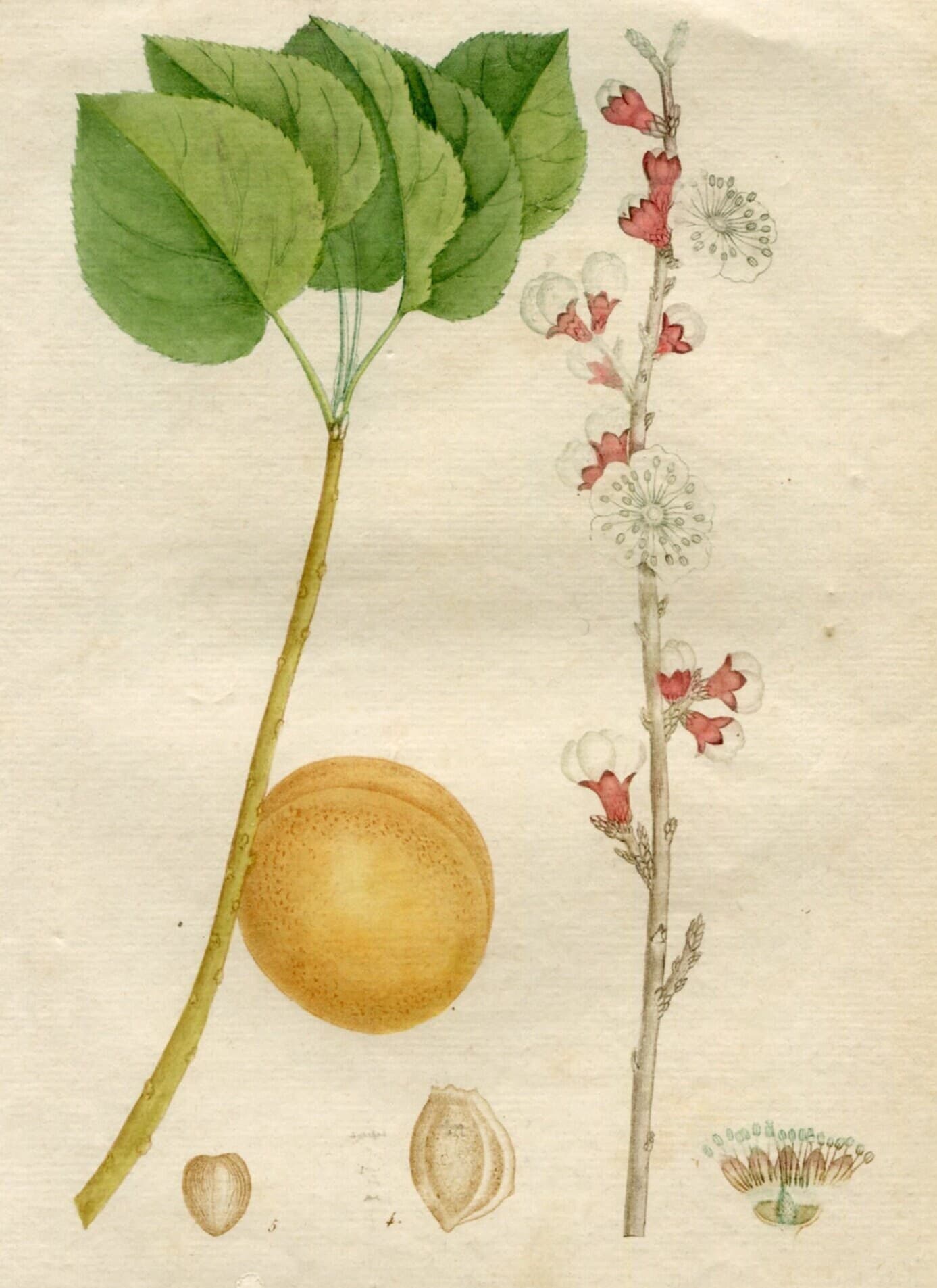 Antique Botanical Print - Apricot Tree Illustration, Floral Wall Art, Vintage