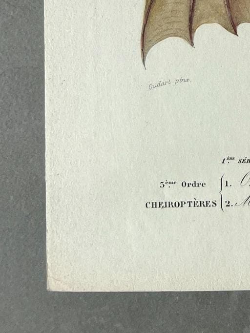 Antique Illustration of Bats (Chiroptera) by Edouard TRAVIES (1809-1869) image 8