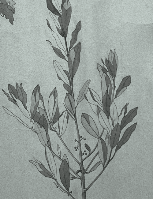 Antique Original Drawing Flowers, Floral, Still Life, Leaves image 2