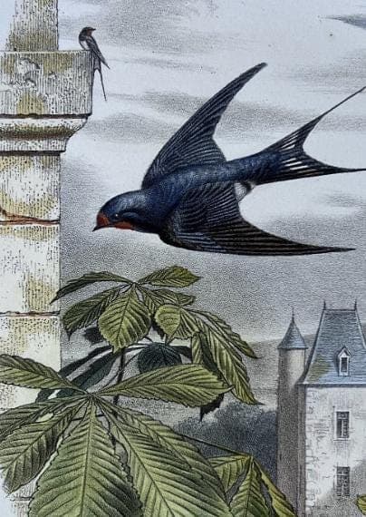 Antique Bird Illustration - "L'Hirondelle de Cheminée" 19th Century French image 7