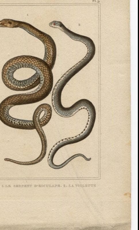Antique Snake Illustration - Vintage Ophidiens Art - 19th Century Natural image 6
