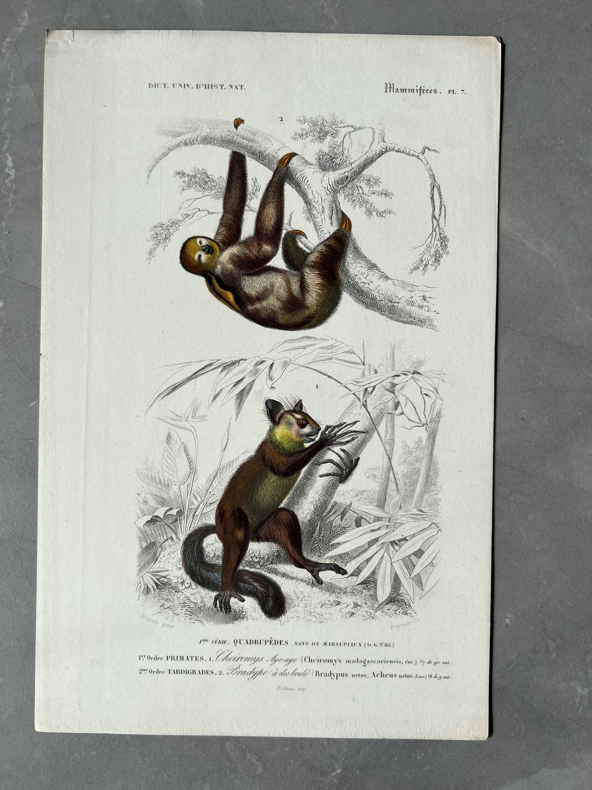 Vintage Illustration of Sloth and Aye-Aye by Edouard TRAVIES (1809-1869) image 1