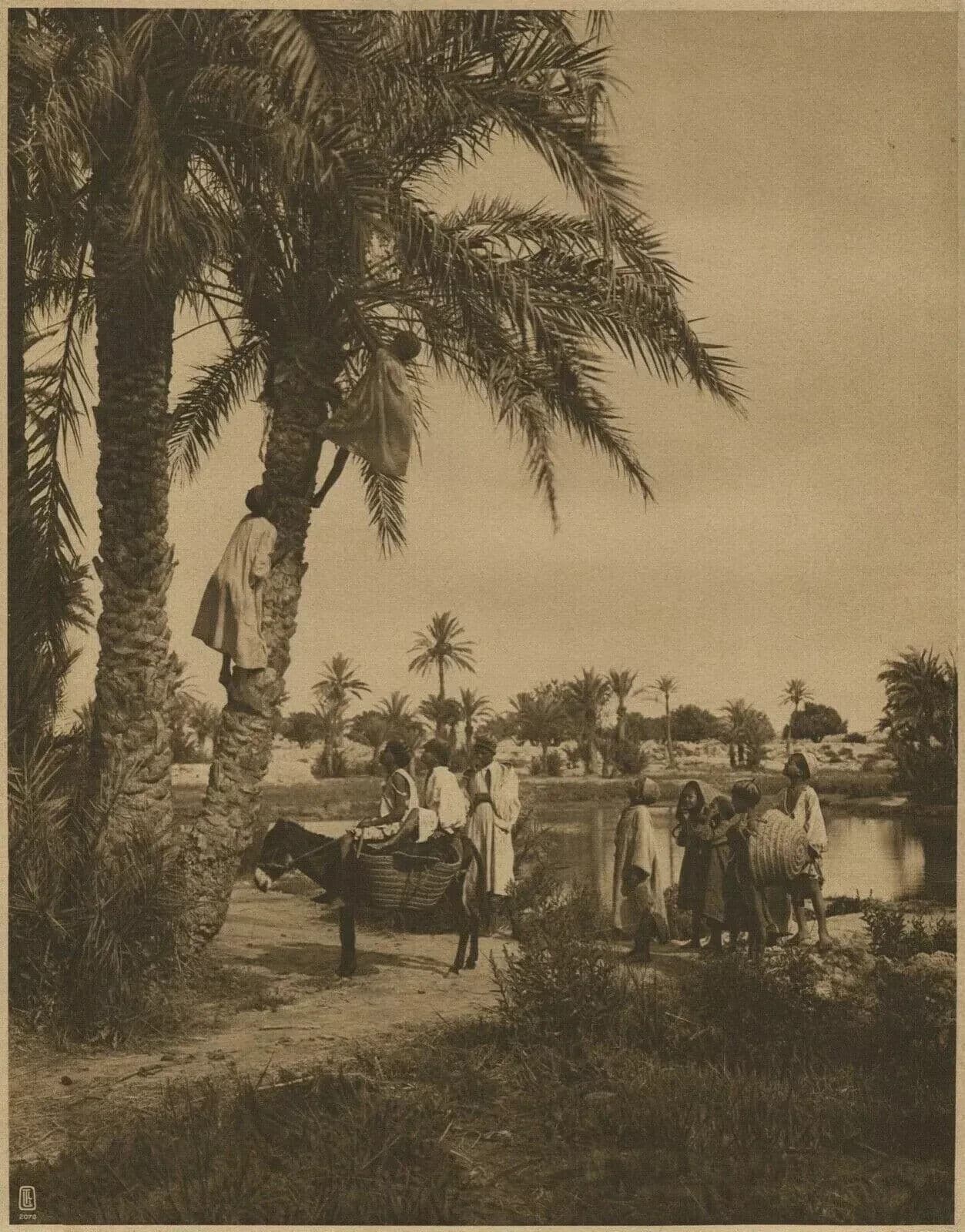 Vintage Photographs LEHNERT & LANDROCK Heliogravure, Harvest Egypt, Oasis 1910 image 3