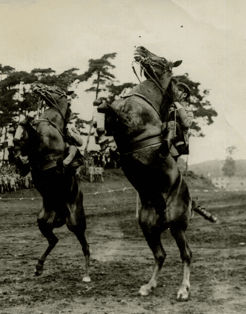 Vintage Photography Original Horses The Crown Prince Life in Japan 1920' image 3