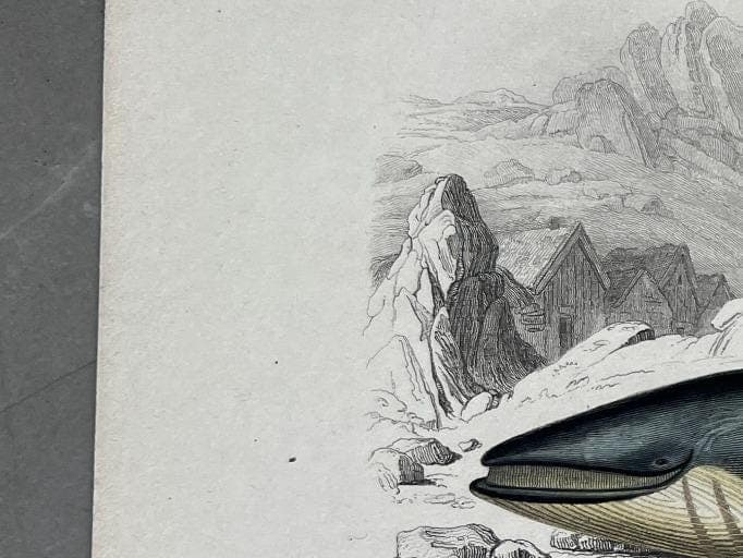 Antique Blue Whale Natural History Print by Edouard TRAVIES (1809-1869) image 5