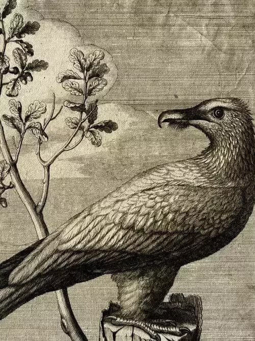 Antique Original Etching Nicolas Robert (1614-1685) Vautour, Bird image 3