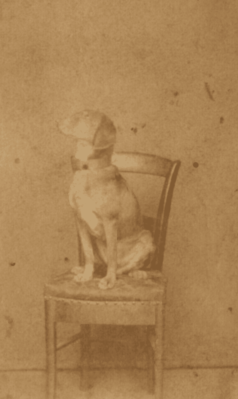 Antique CDV Photographs Dog Portrait on a Chair Figuet image 1