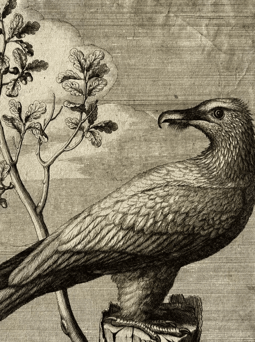 Antique Original Etching Nicolas Robert (1614-1685) Vautour, Bird image 5