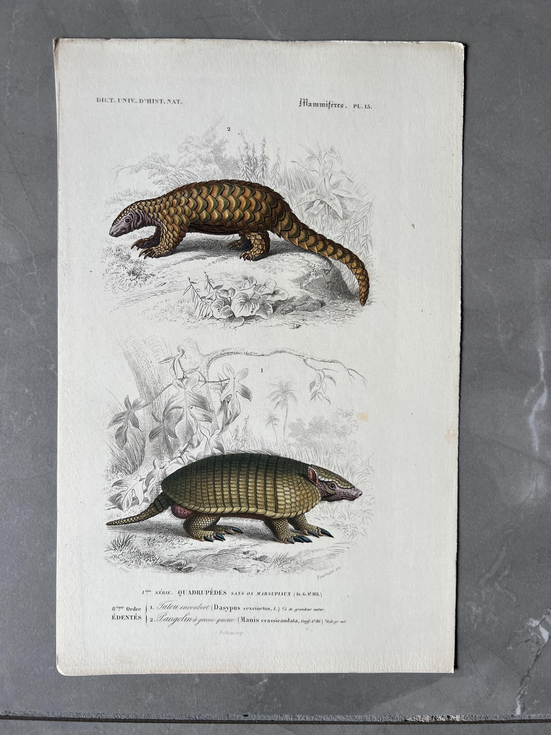 Antique Armadillo and Pangolin Engraving – 19th Century by Edouard TRAVIES