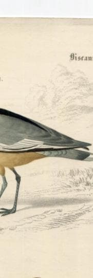 Antique Ornithology Print - Elegant Birds Illustration image 3