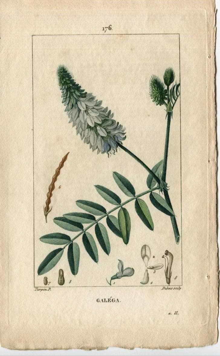 Antique Botanical Print - 19th Century Hand-Colored Wildflower Lithograph - image 4