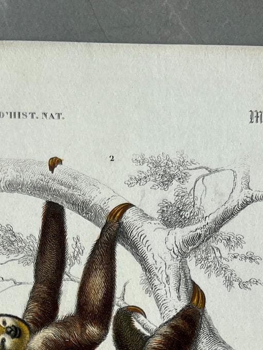 Vintage Illustration of Sloth and Aye-Aye by Edouard TRAVIES (1809-1869) image 3