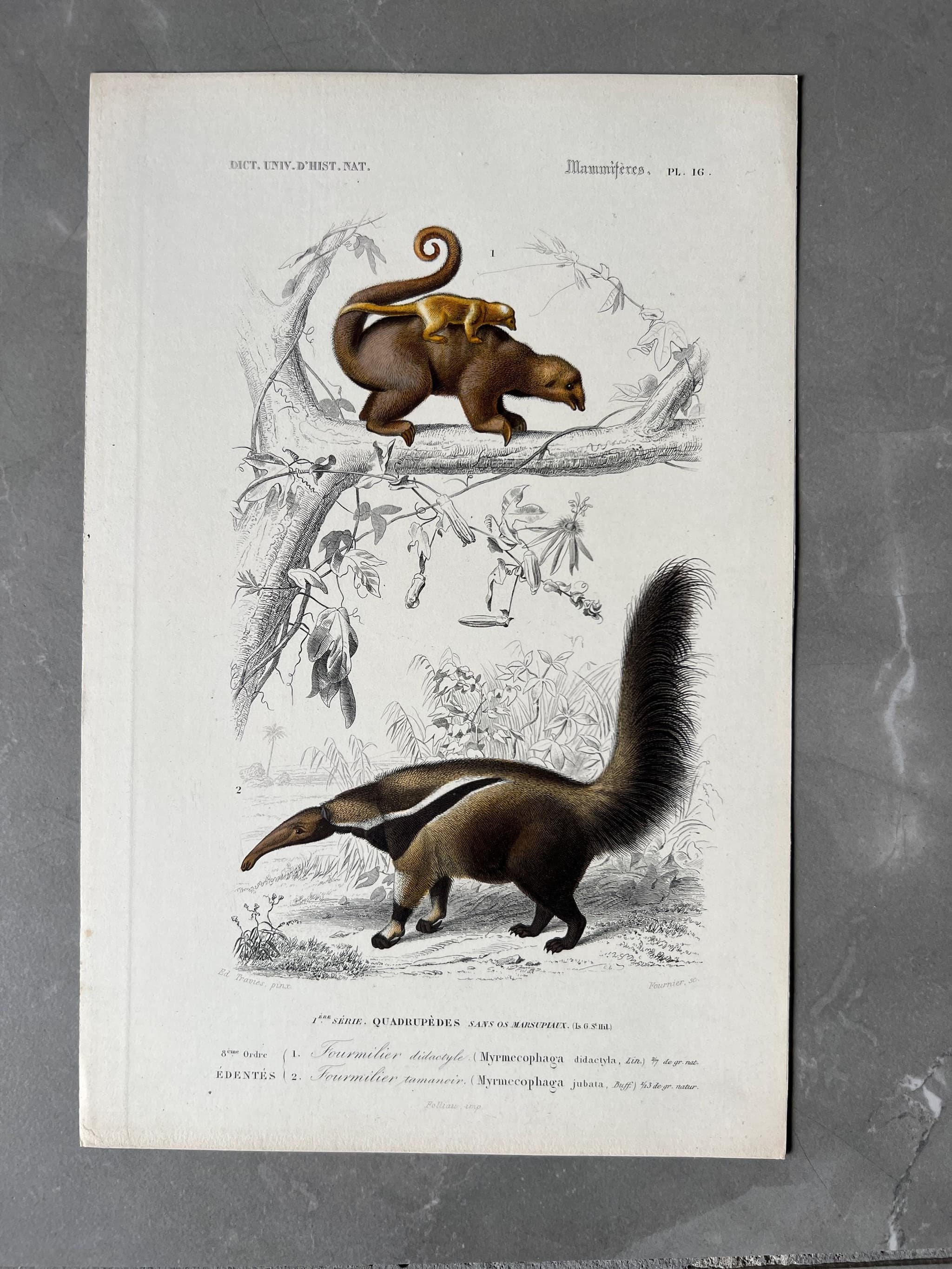 Anteater Engraving – 19th Century Print by Edouard TRAVIES (1809-1869) image 1