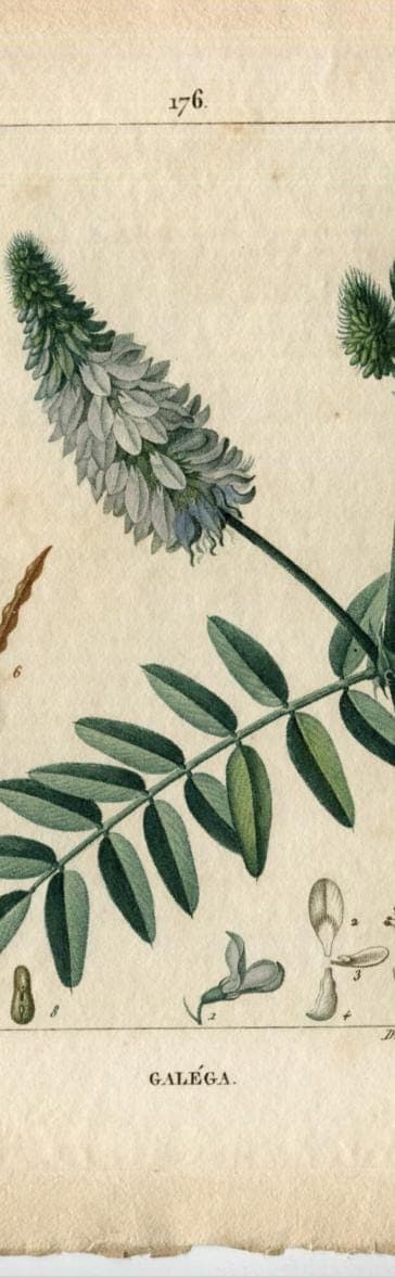 Antique Botanical Print - 19th Century Hand-Colored Wildflower Lithograph - image 5