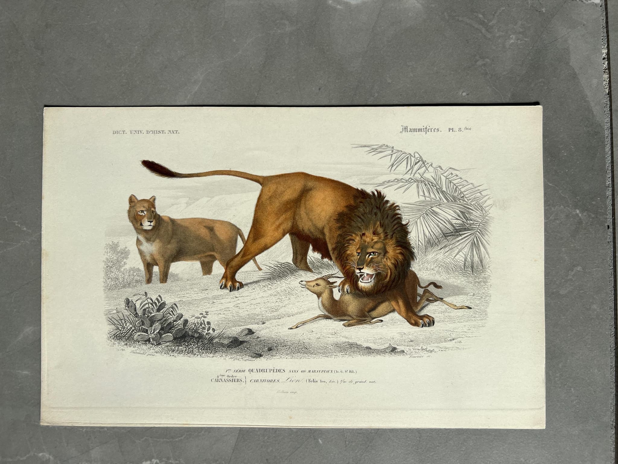 Antique 19th Century Lion Illustration - Wildlife Art by Edouard TRAVIES image 1
