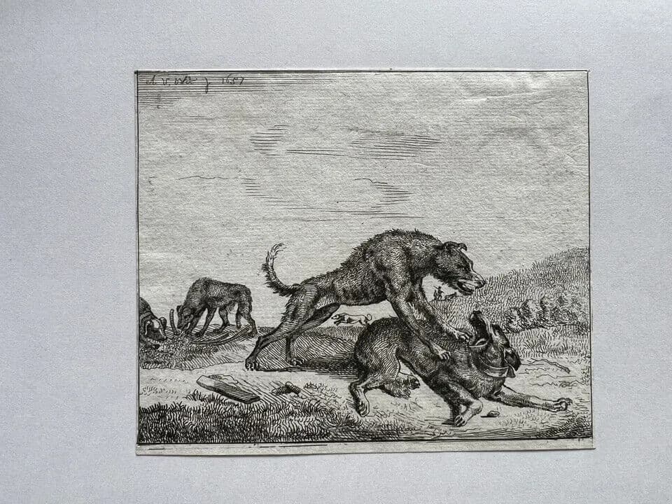 Antique Engraving Original Adriaen Van de Velde (1636-1672) Dogs Fighting image 4