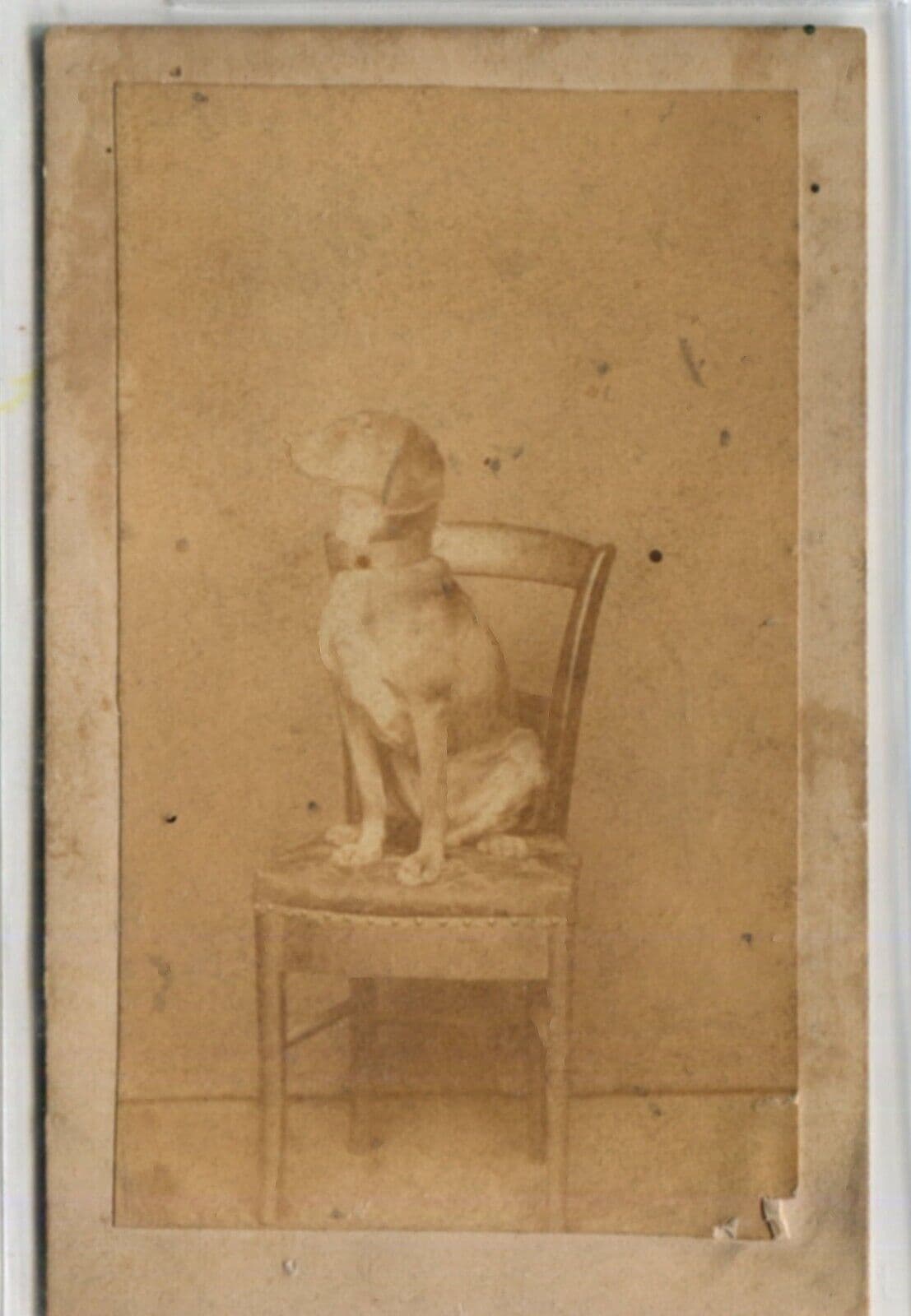 Antique CDV Photographs Dog Portrait on a Chair Figuet image 2