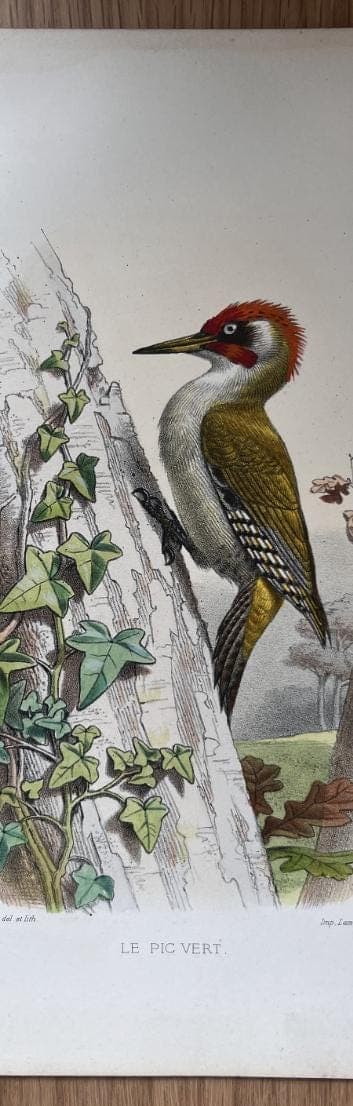 Vintage Ornithological Illustration by Edouard TRAVIES (1809-1869) Pic Vert image 5