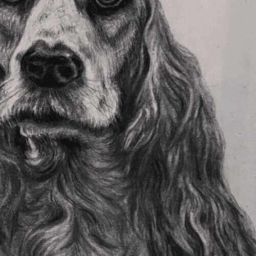Original Antique Charcoal Drawing Dog Portrait Albert FIGAY (1907-2004) image 4