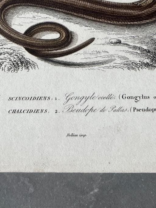 Antique Reptile Illustration of Lizards and Snake by Edouard TRAVIES (1809-1869) image 9