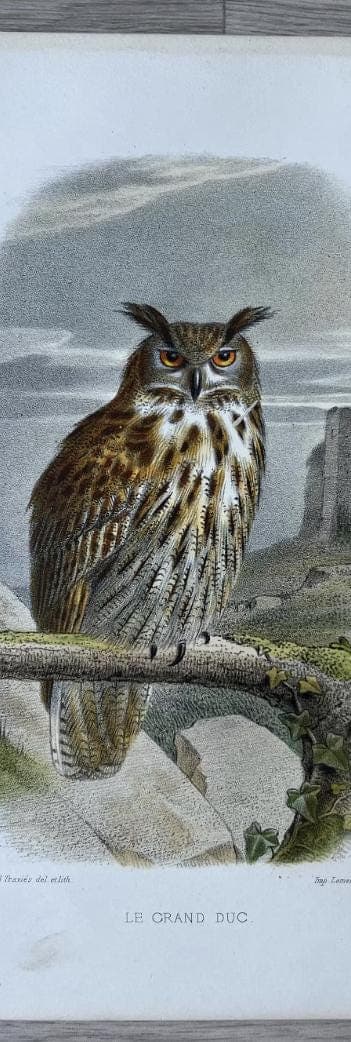 Vintage Owl Illustration by Edouard Traviès by Edouard TRAVIES (1809-1869) Grand image 5
