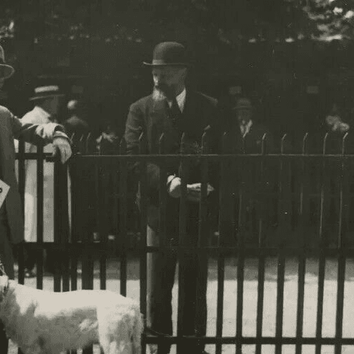 Vintage Original Dog Show Vintage Photograph image 4