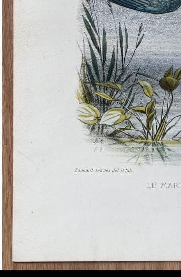Antique Lithography Woodcock by Edouard TRAVIES (1809-1869) Kingfisher image 9