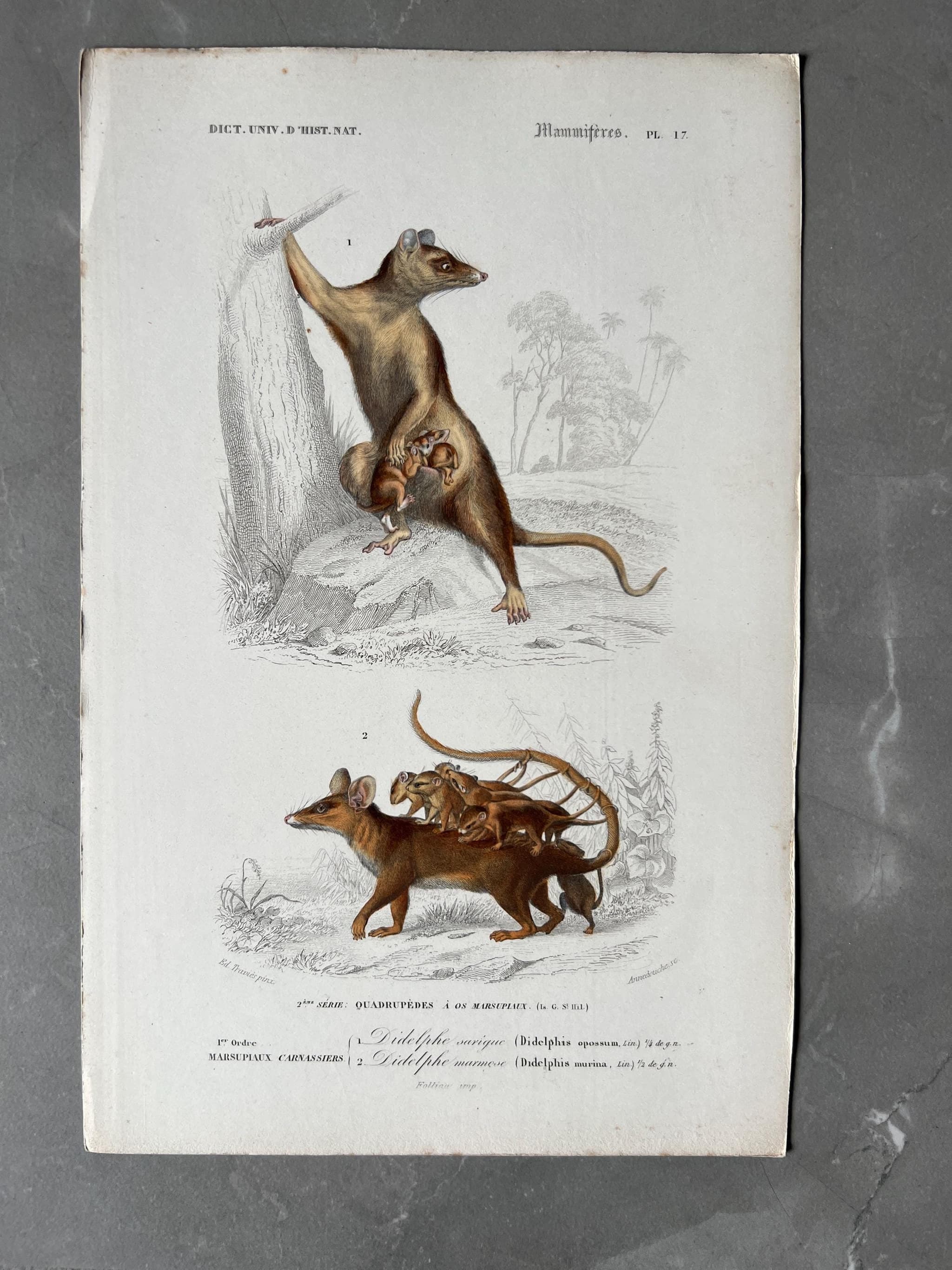 Antique Didelphis Marsupialis & Virginiana Natural History Illustration by image 1