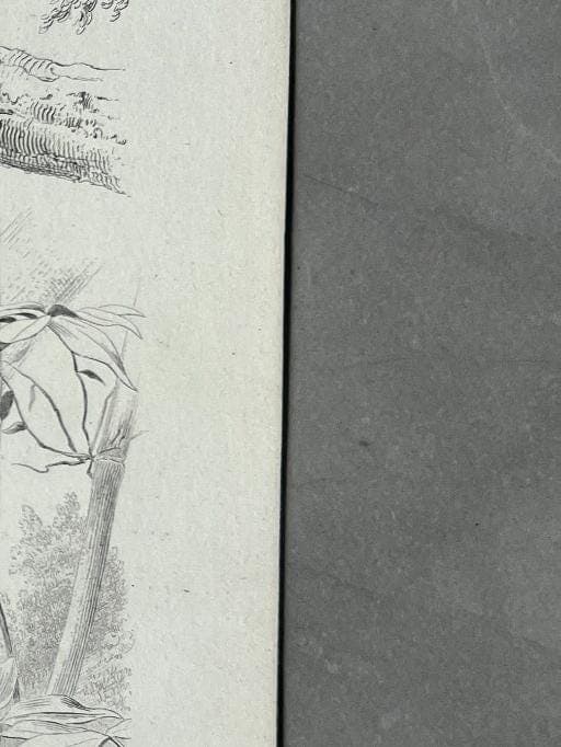 Vintage Illustration of Sloth and Aye-Aye by Edouard TRAVIES (1809-1869) image 7