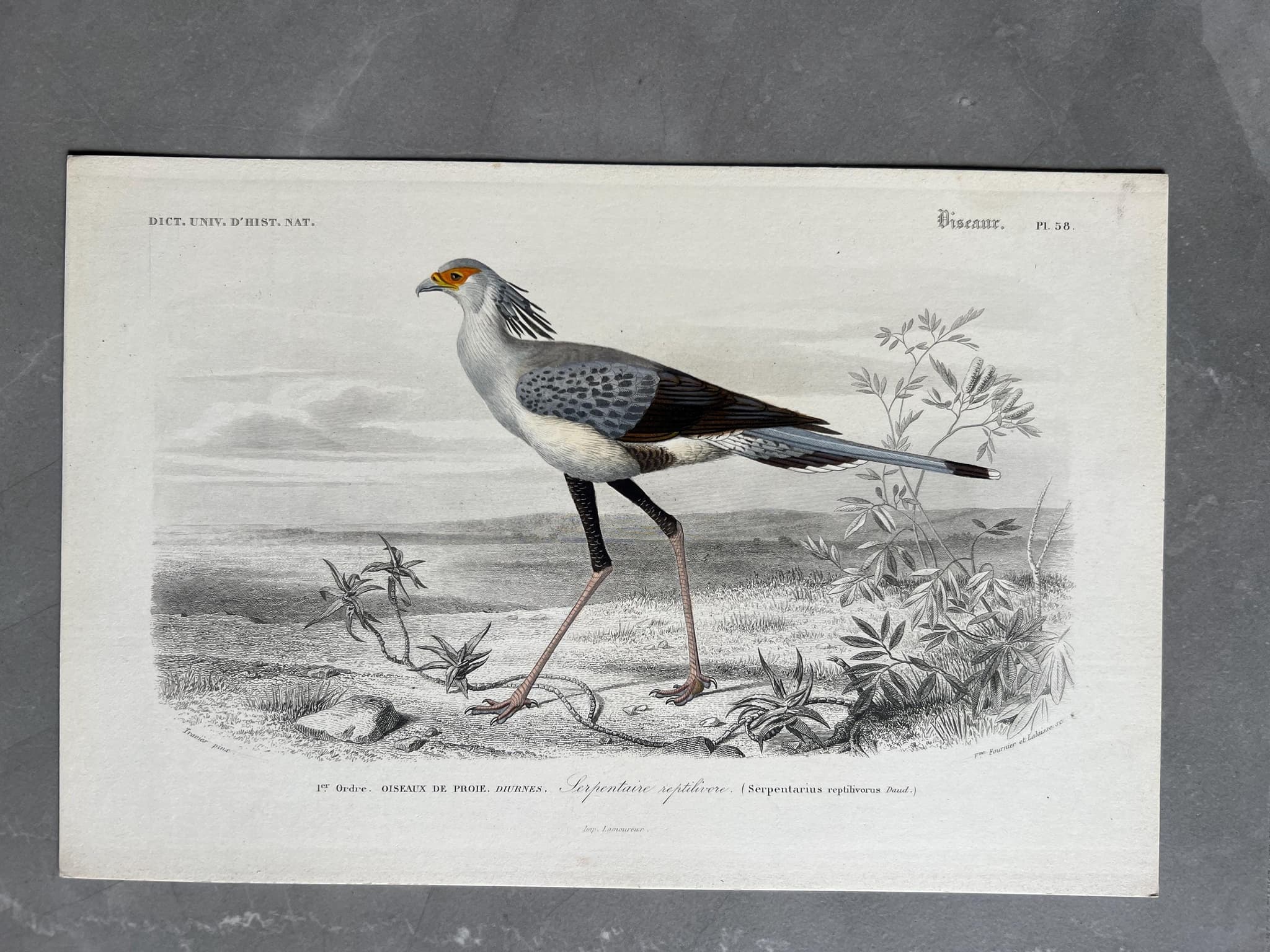 Antique Secretary Bird Illustration - Serpentarius Reptiliverus by Edouard image 1