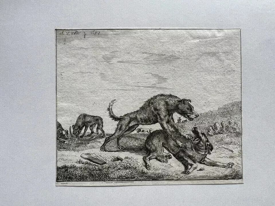 Antique Engraving Original Adriaen Van de Velde (1636-1672) Dogs Fighting image 6