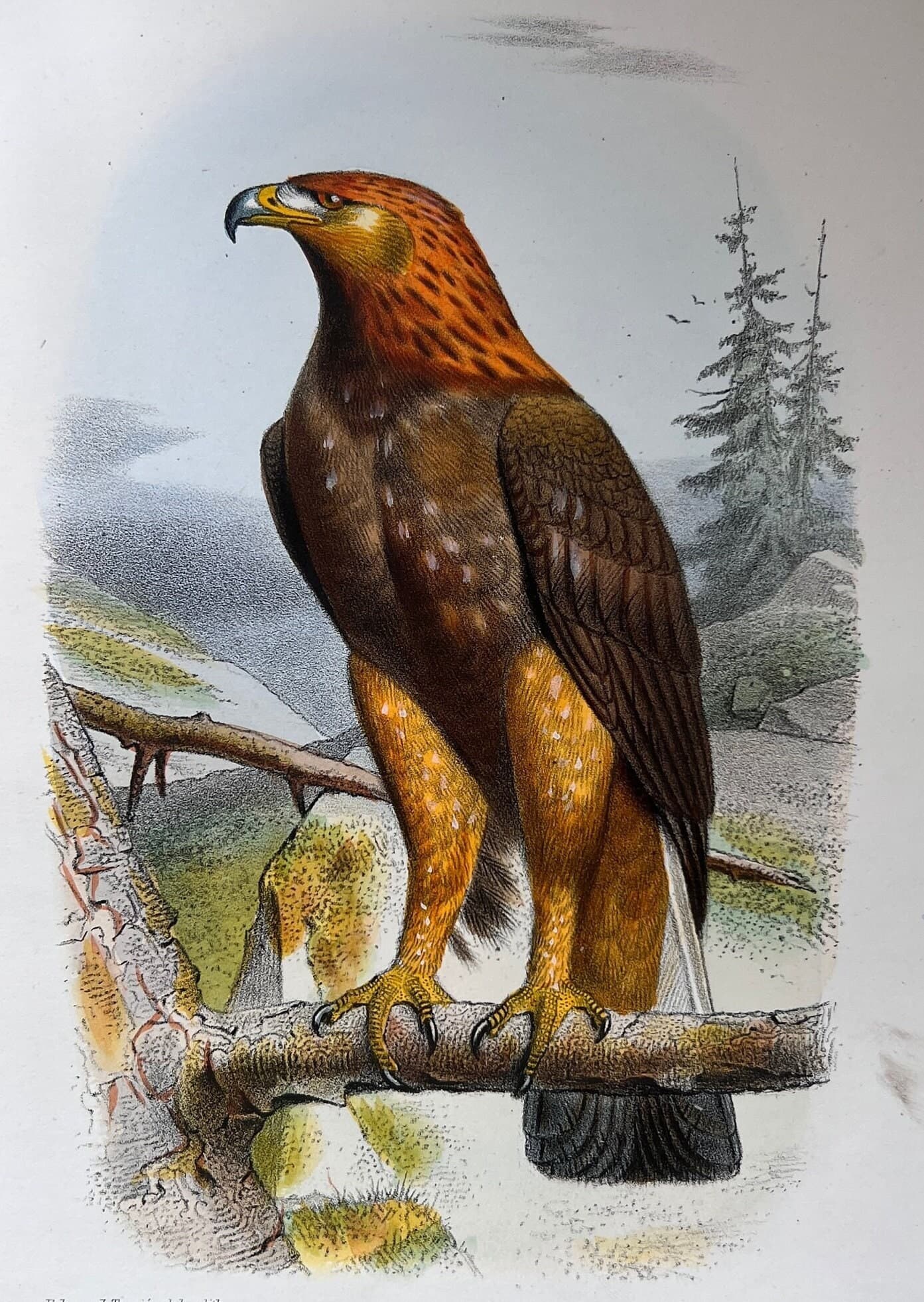Vintage Illustration of the Golden Eagle (L'Aigle Royal) by Edouard TRAVIES image 1