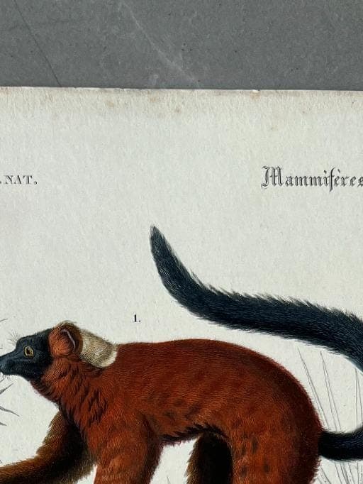 Antique Zoological Illustration of Lemurs (Lemuridae) by Edouard TRAVIES image 3