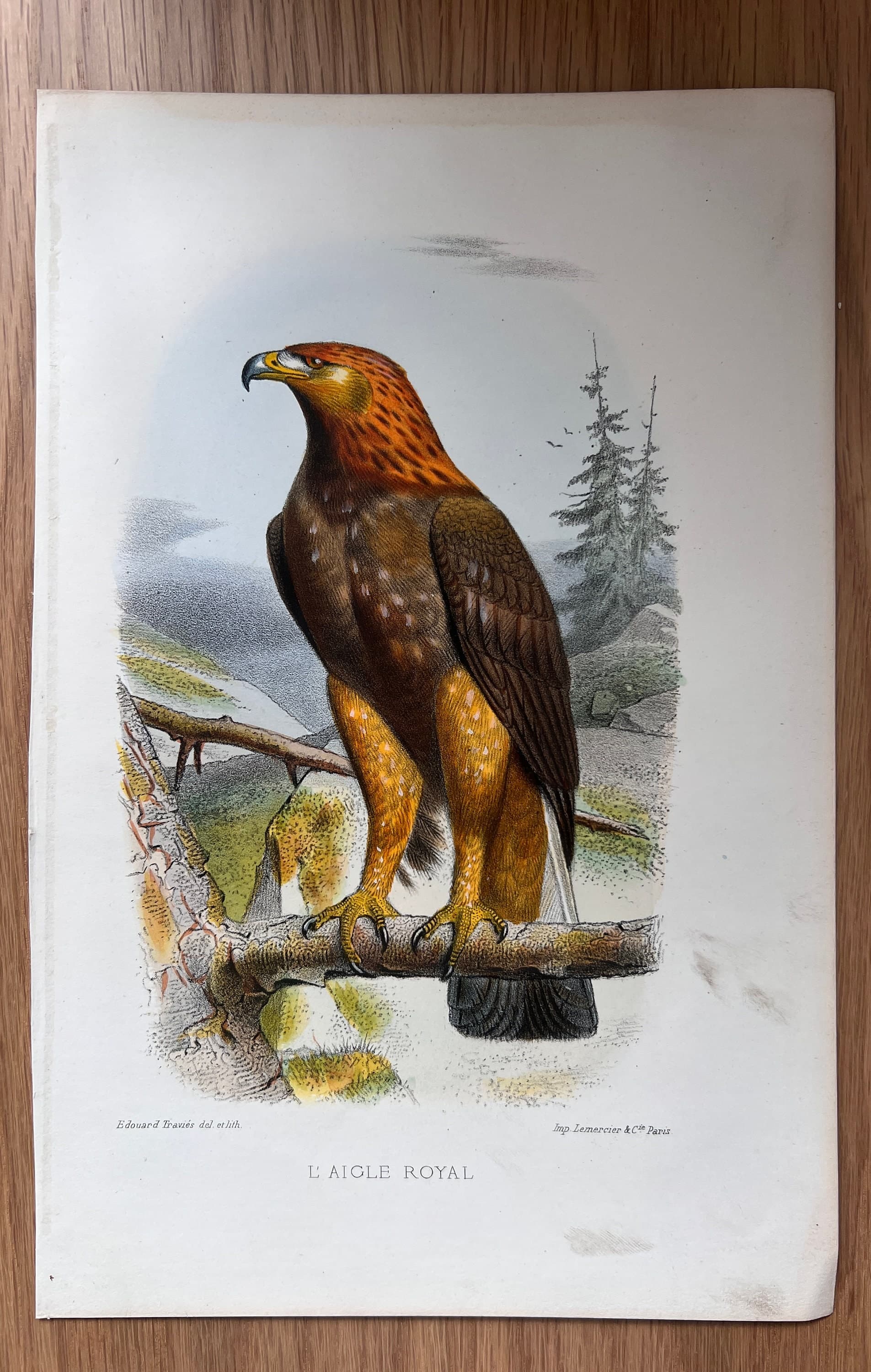 Vintage Illustration of the Golden Eagle (L'Aigle Royal) by Edouard TRAVIES image 2