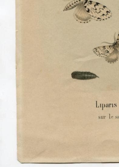 Antique Natural History Print - "Liparis Moine sur le Sapin Picea" (19th image 9