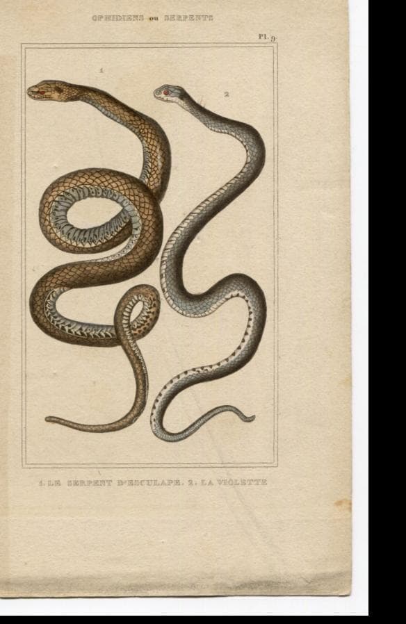Antique Snake Illustration - Vintage Ophidiens Art - 19th Century Natural image 5
