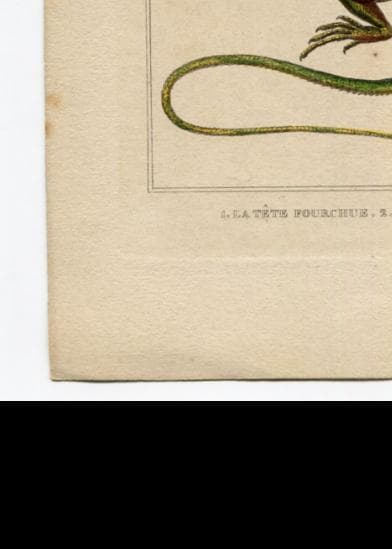 Antique Natural History Print - Lizards & Iguana Illustration image 9