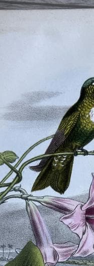 Antique Hummingbird Print - 19th Century Natural History Illustration by Edouard image 4