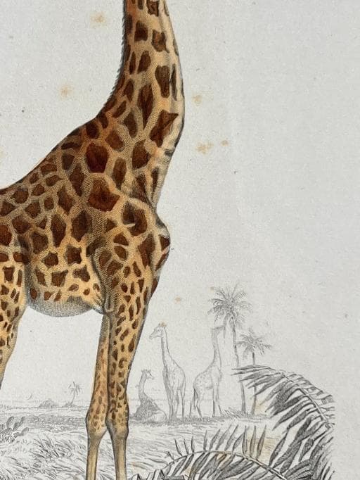 Antique Illustration Giraffe Engraving – 19th Century Natural History by Edouard image 6