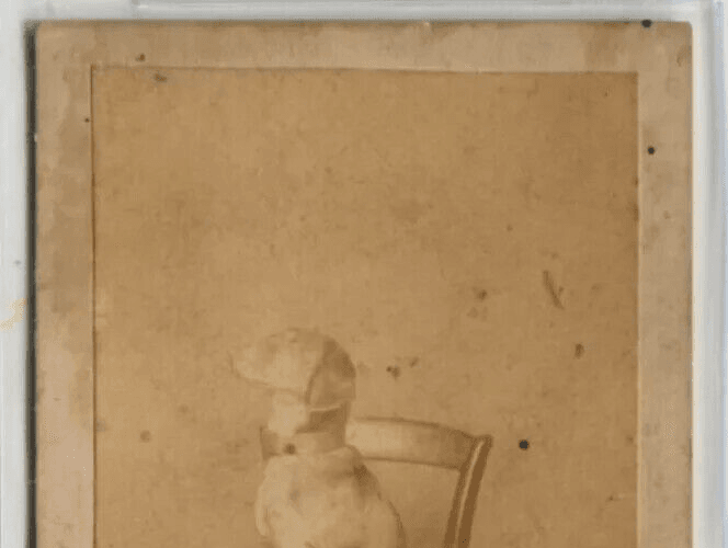 Antique CDV Photographs Dog Portrait on a Chair Figuet image 5