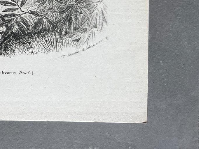 Antique Secretary Bird Illustration - Serpentarius Reptiliverus by Edouard image 10