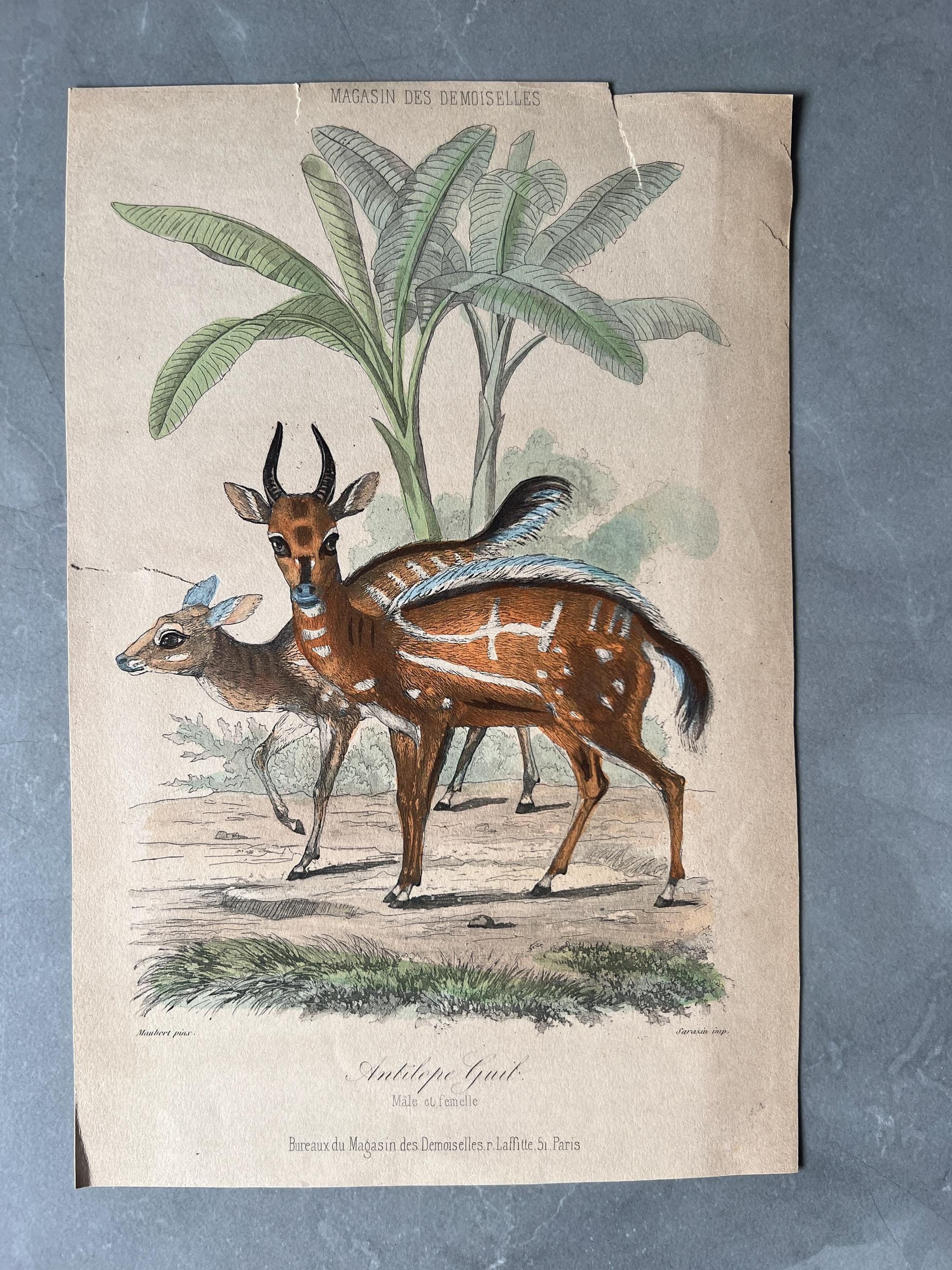 Antique Antelope Print, Guib and Male/Female Pair image 1