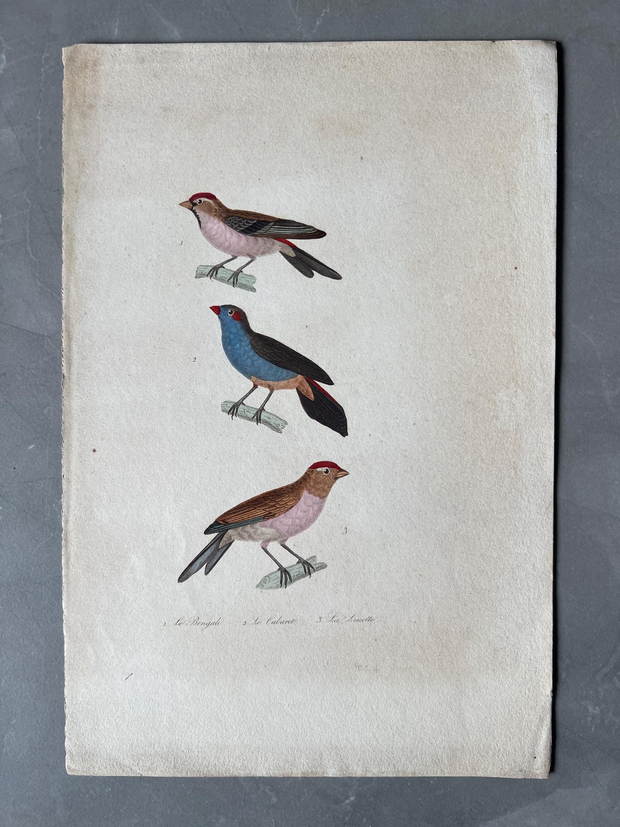 Antique Songbirds Illustration - Hand-Colored Ornithological Art image 1