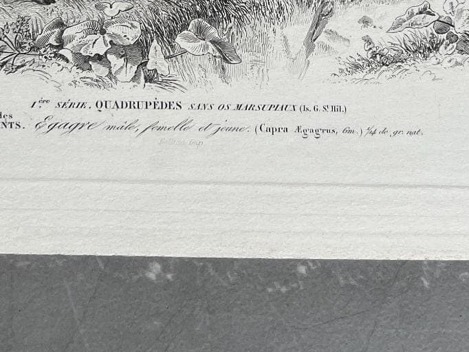 Antique Engraving of Goats and Ibex – 19th Century Art by Edouard TRAVIES image 9