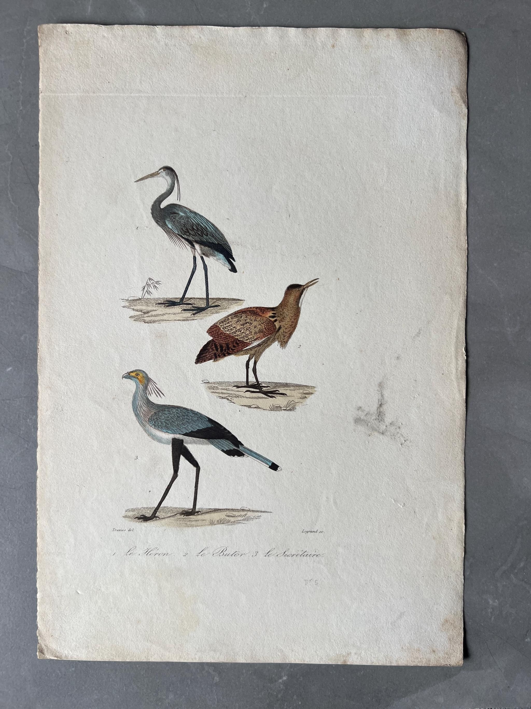 Vintage Heron and Secretary Bird Illustration, Antique Ornithology Print image 1